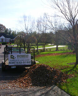 leaves.jpg leaves.jpg