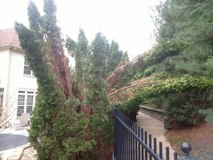 Winter_Damage_Trees_Shrubs_arborvitaes