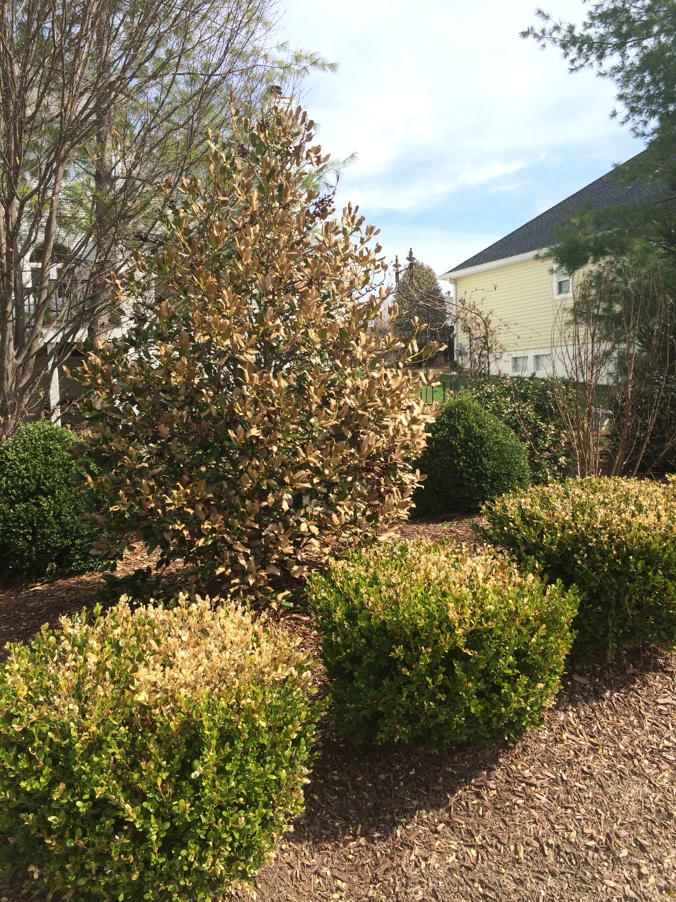 Winter_Damage_Trees_Shrubs