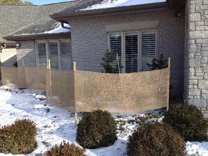 Winter_Damage_Trees_Shrubs_StLouis