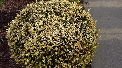 winterburn_boxwood