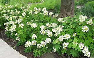 Hydrangea Oak Leaf better than roses