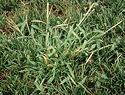 crabgrass-300x228