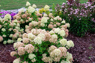 Hydrangea better than roses