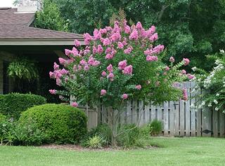 Crapemyrtle better than roses