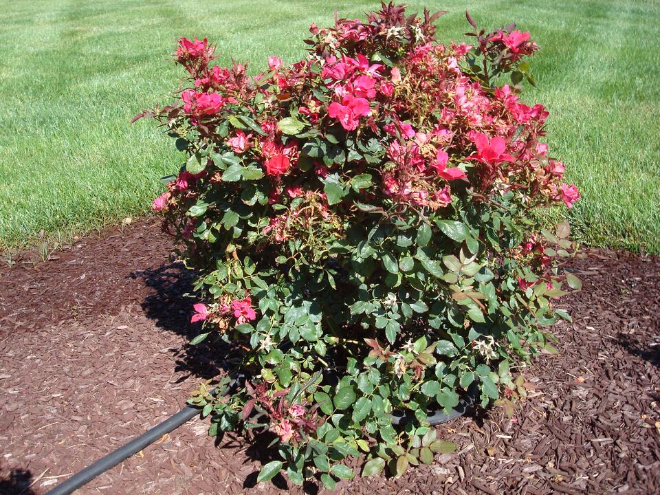 Seasonal Color Options that Perform Better than Roses