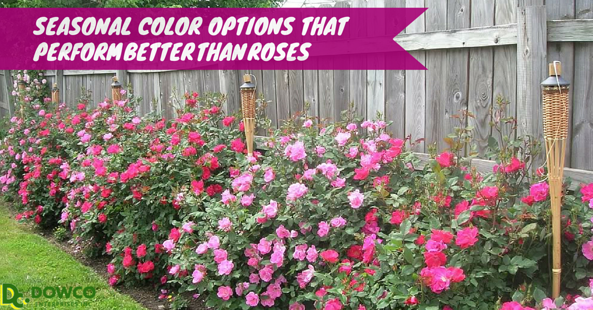 Seasonal color that performs better than roses