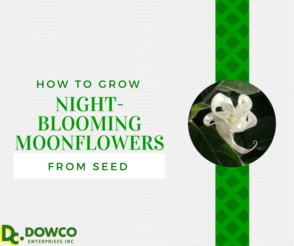 How to Grow NightBlooming Moonflowers From Seed