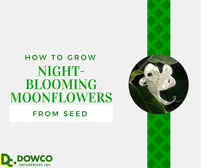 Howtogrownightbloomingmoonflowersfromseed