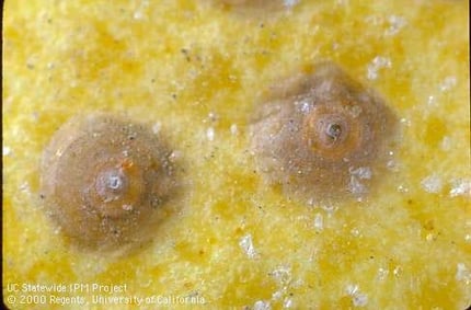 Adult-female-California-Red-Scale-armored