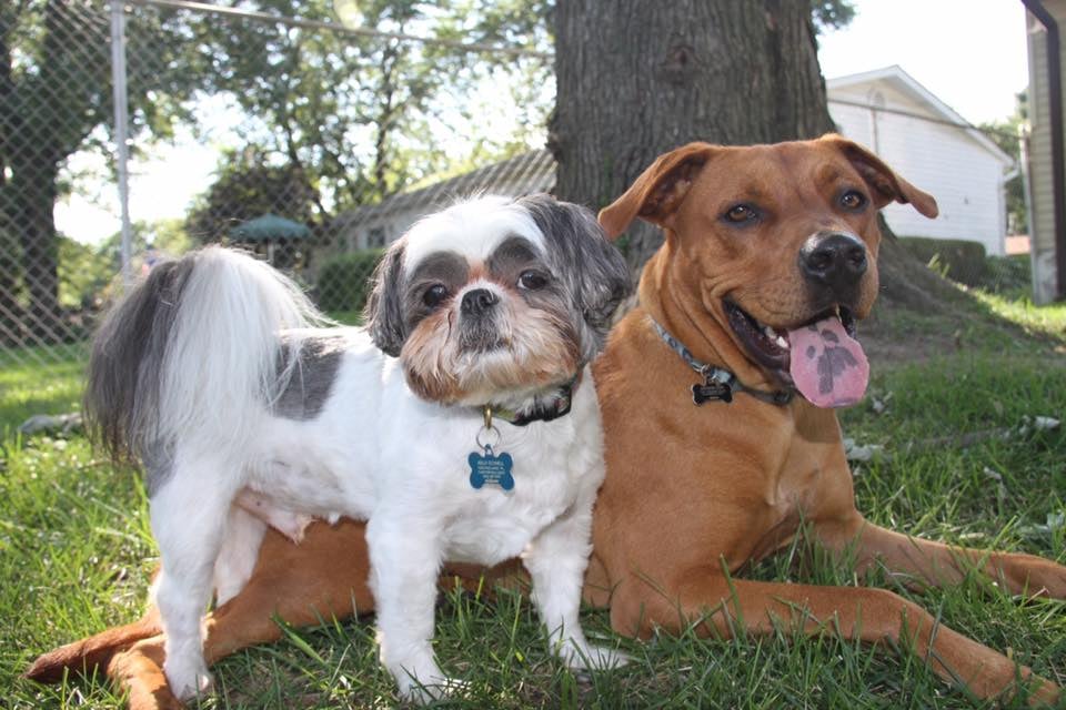 Backyard_Dogs