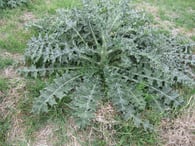 Bull_thistle_common_weed_st_louis