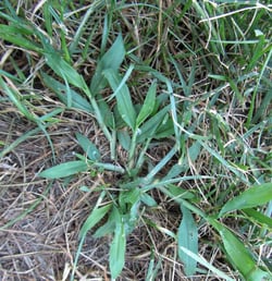 Crabgrass and fungus Crabgrass and fungus