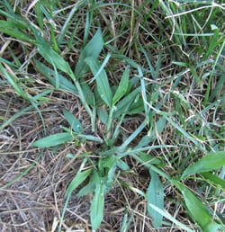 Crabgrass and fungus