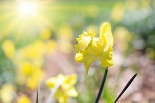 Spring Daffodil