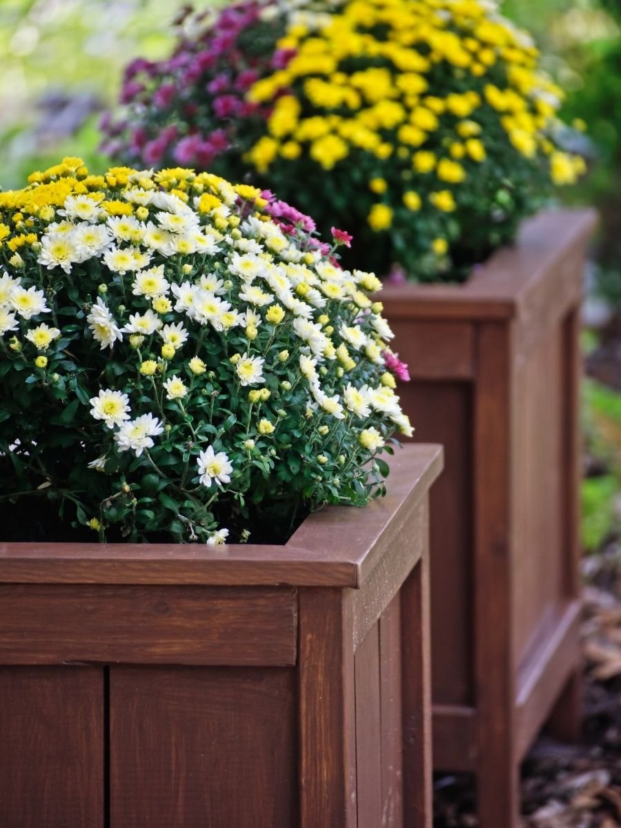 Fall Containers (4)