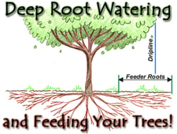 Feeder_Roots_Trees.jpg