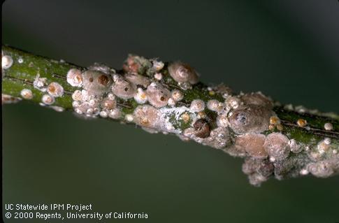 Greedy-Scale-Colony