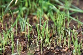 grass seed germination