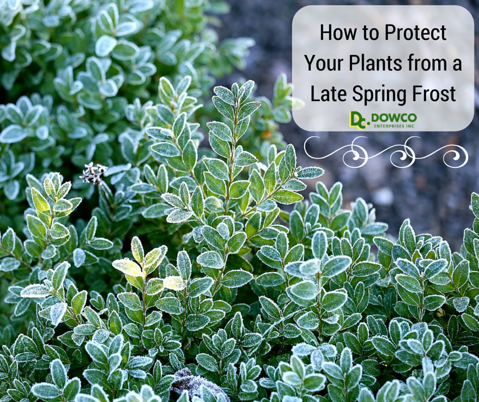 How to Protect Plants from Frost in Late Spring