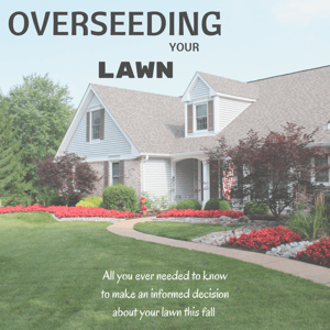 Lawn_Overseeding_101