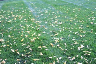 Leaves_on_Lawn.jpg