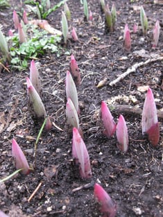 Polygonatum_odoratum_Variegatum_emerging_2010