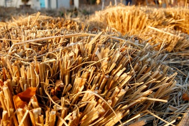 PruningGrasses