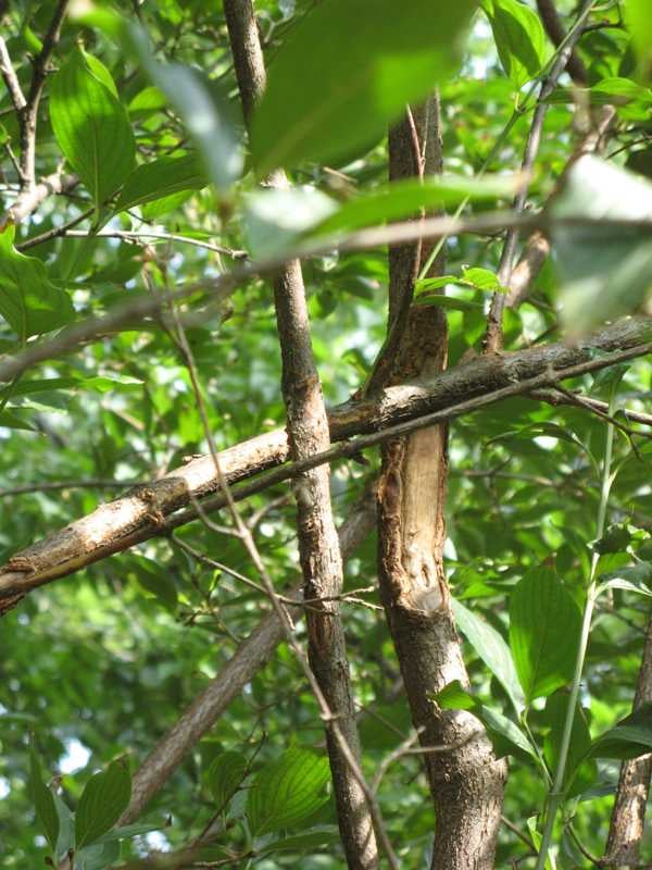 Rubbing_branches