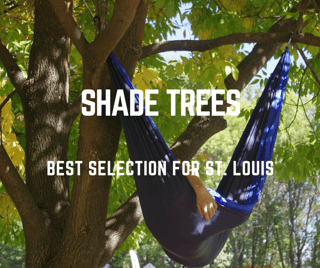 Selecting_a_Shade_Tree_for_Your_St._Louis_Landscaping_1.png