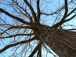 Selecting_a_Shade_Tree_for_Your_St._Louis_Landscaping_Trunk.jpg