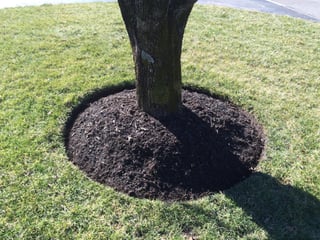 Why Should I Mulch Around Trees?