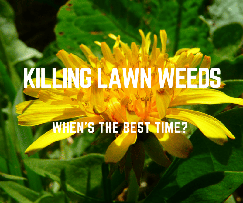 The Best Time to Kill Weeds in Your St. Louis Lawn