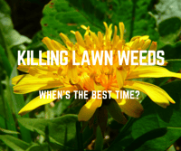 Killing Lawn Weeds