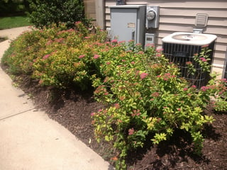 St_Louis_Rejuvenation_Pruning_Spirea.jpg