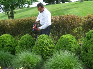 Trimming_and_Pruning.jpg