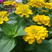 Zinnia_Magellan_Yellow-300x300