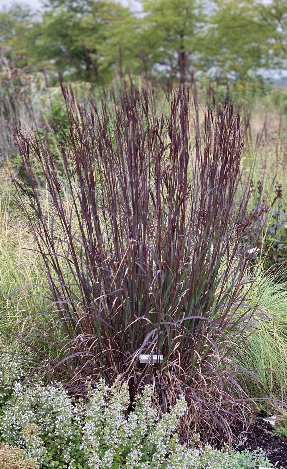 andropogon_blackhawks