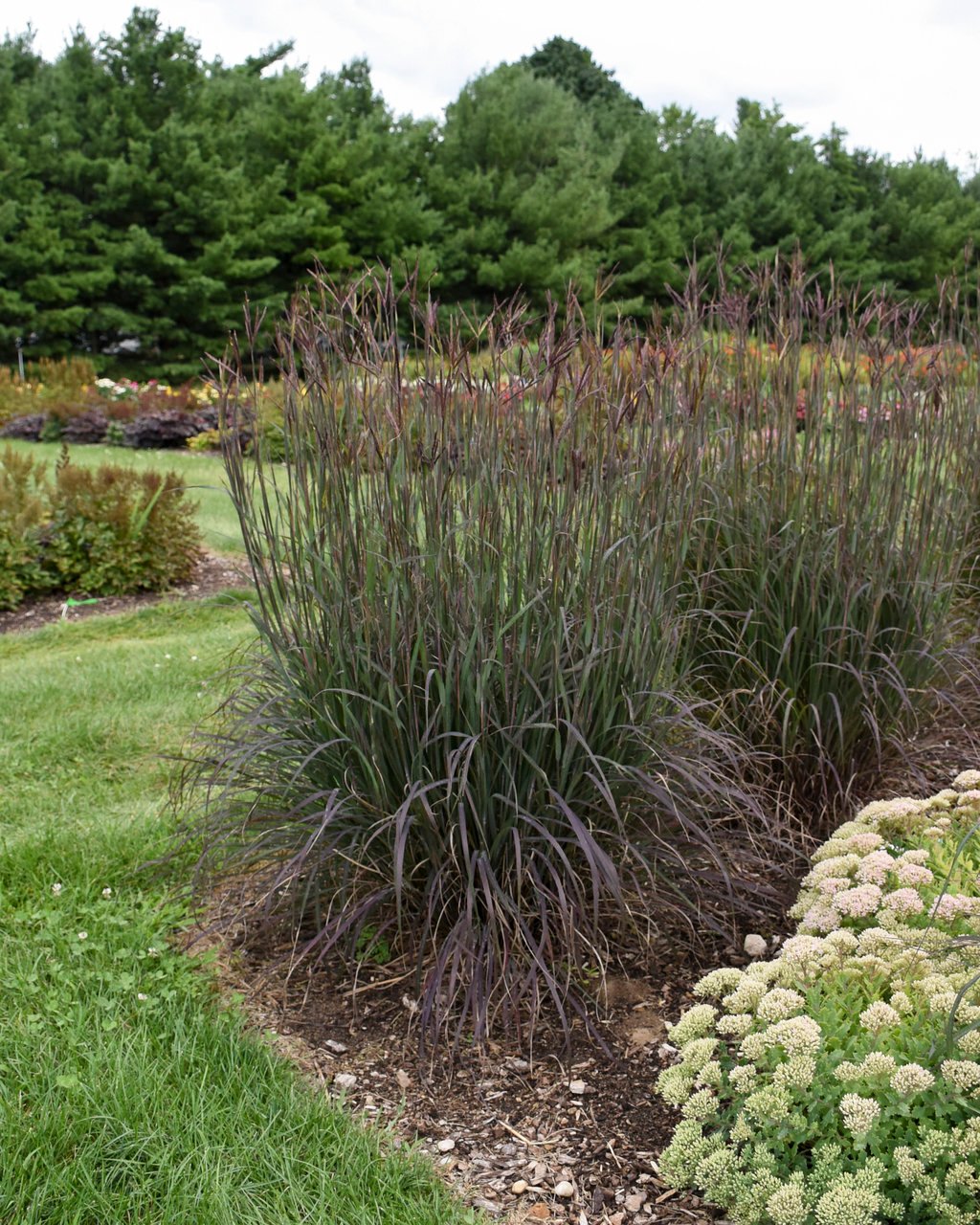 andropogon_blackhawks