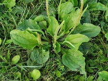 broadleaf_plantain_common_st_louis_weeds