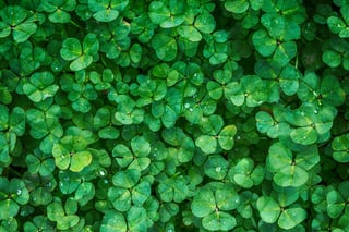 clover-1225988_1920.jpg