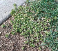 common_chickweed_weed_st_louis_turf