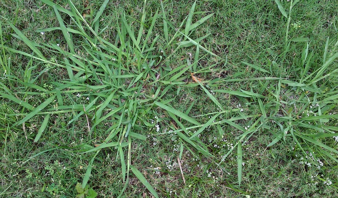 Spring Lawn And Landscaping Mistakes