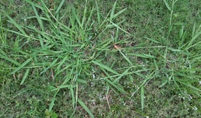 crabgrass-backyard