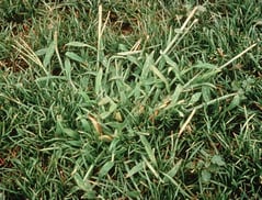 crabgrass_st_louis_weed_control