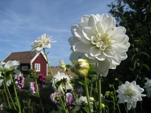 Cottage Style Cottage Style