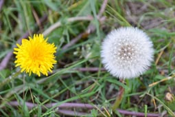 dandelions_weed_control_st-Louis