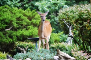 deer-427543_1920