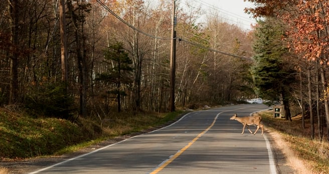 deer-crossing-road