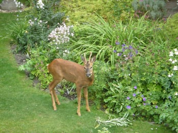 deer-in-garden